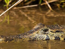 pantanal jacaré