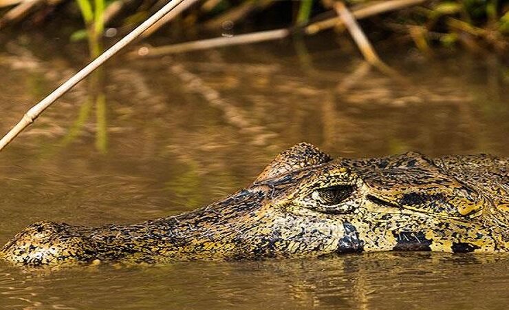 pantanal jacaré