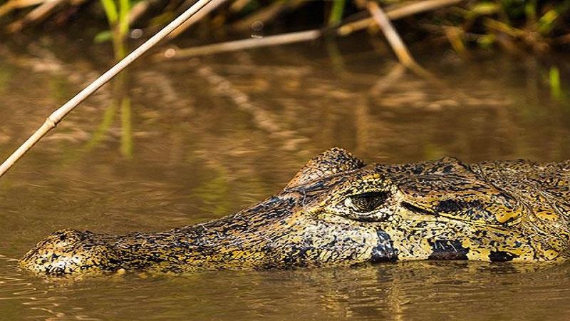 pantanal jacaré