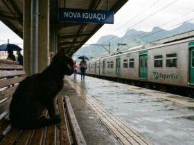 gato preto estação de trem de Nova Iguaçu