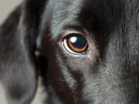 olhar cachorro cadela cão olhos