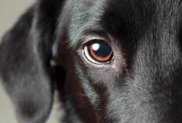 olhar cachorro cadela cão olhos