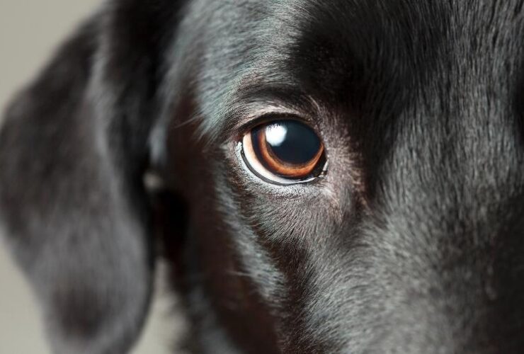 olhar cachorro cadela cão olhos