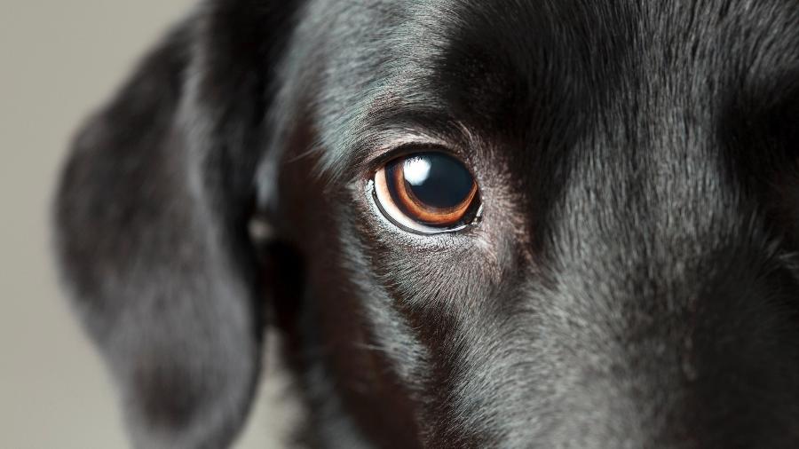 olhar cachorro cadela cão olhos
