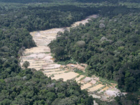 floresta desmatamento