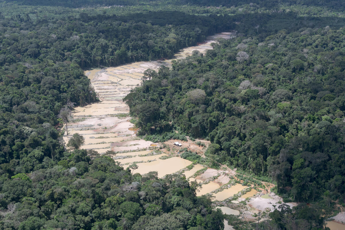 floresta desmatamento