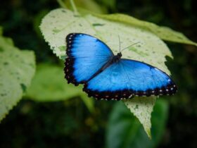 borboleta azul