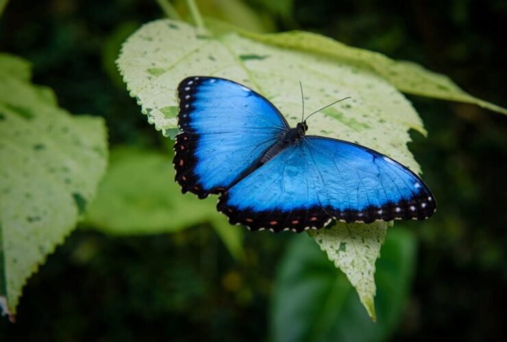 borboleta azul